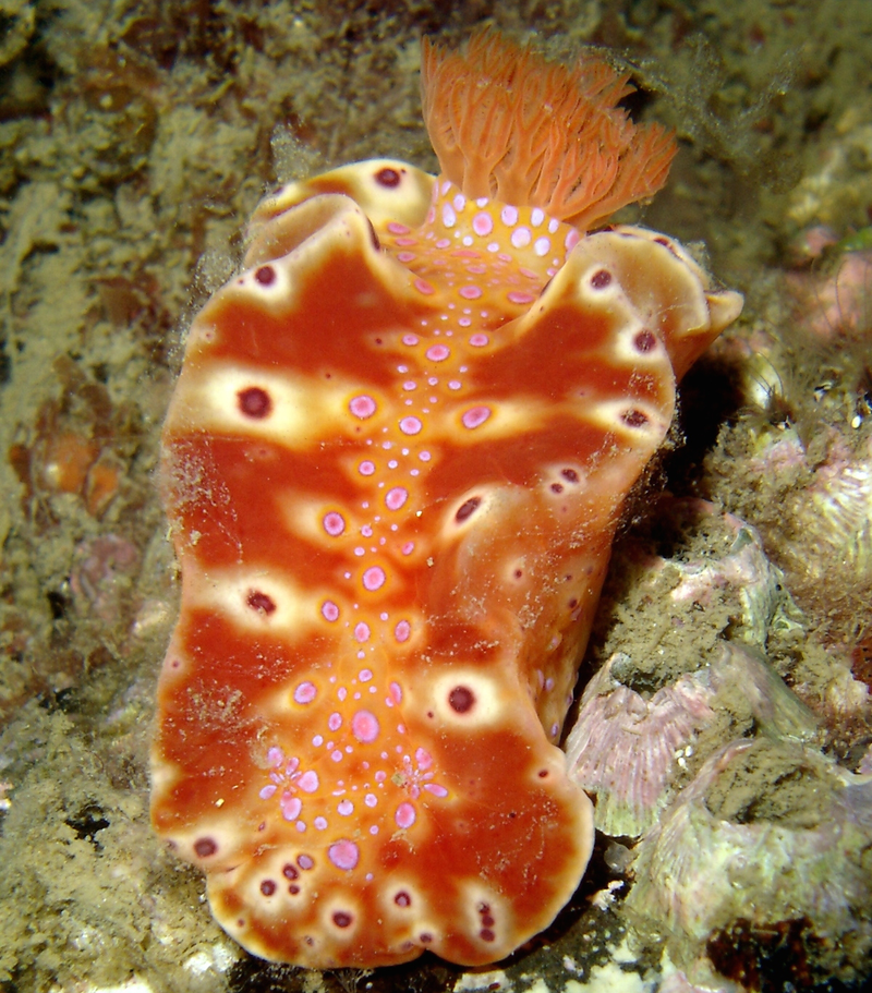 Illustration for article titled Striking Photographs Of Sea Slugs Expose The Alien World Under the Sea